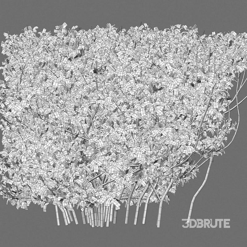 Buxus Sempervirens – Boxwood Image 3