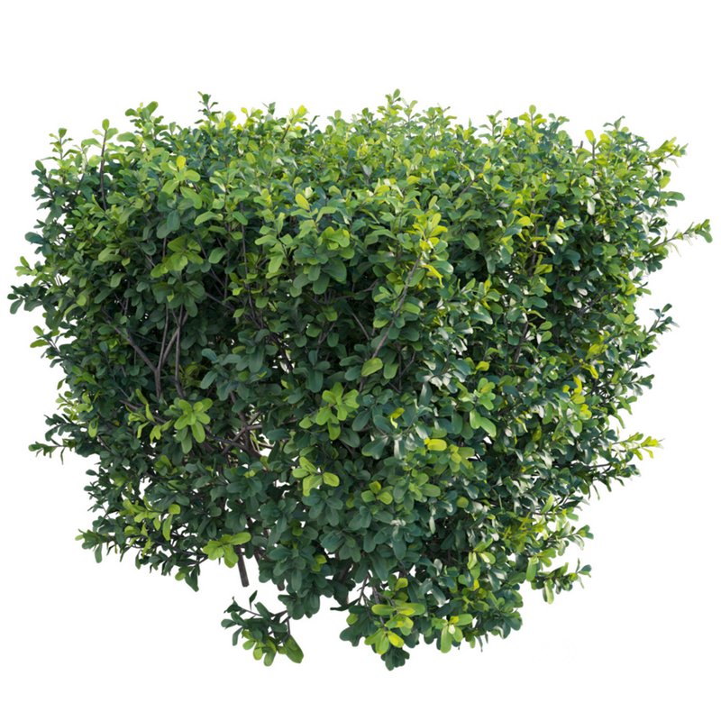 Buxus Sempervirens – Boxwood Image 2