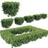 Buxus Sempervirens – Boxwood - Thumbnail 1