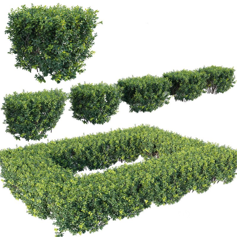 Buxus Sempervirens – Boxwood Image 1
