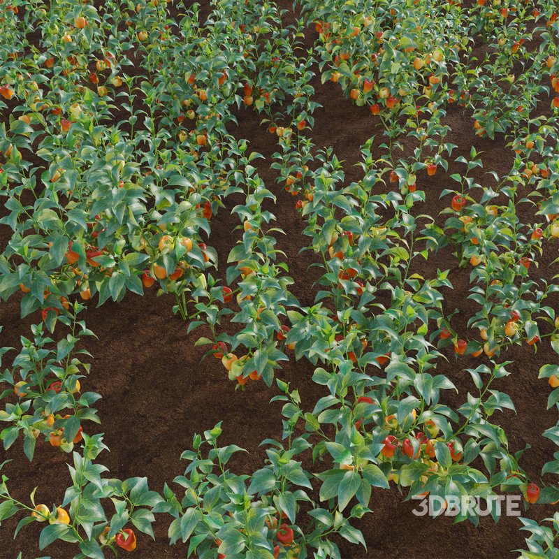 Capsicum annuum – Bell pepper Image 4