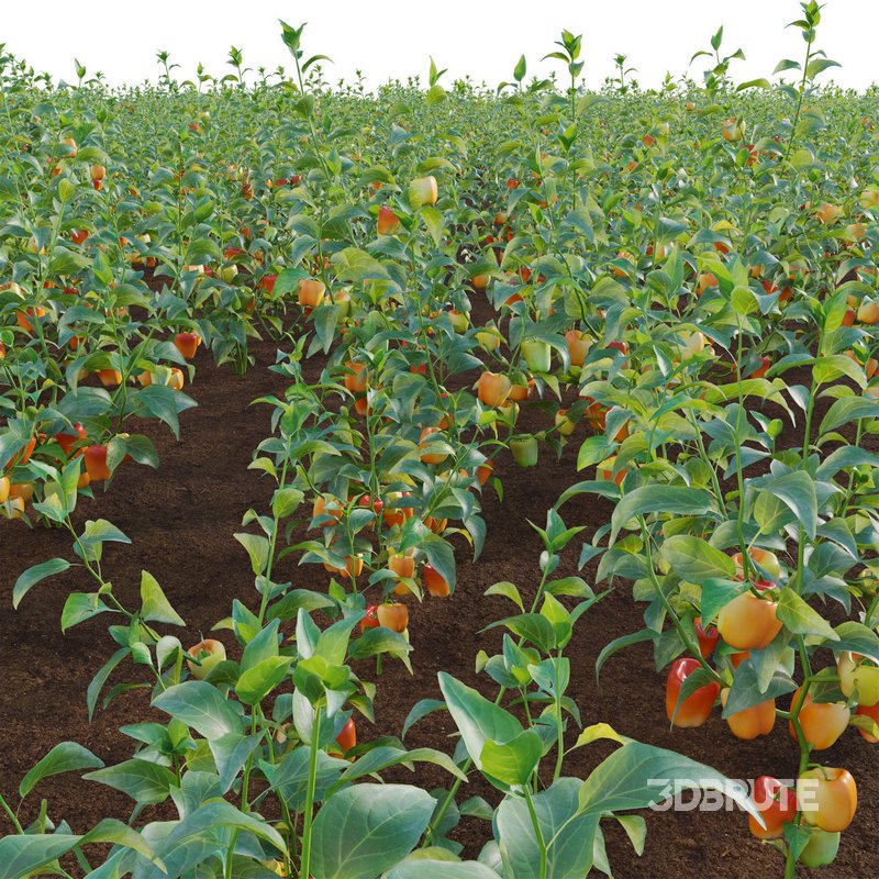 Capsicum annuum – Bell pepper Image 3