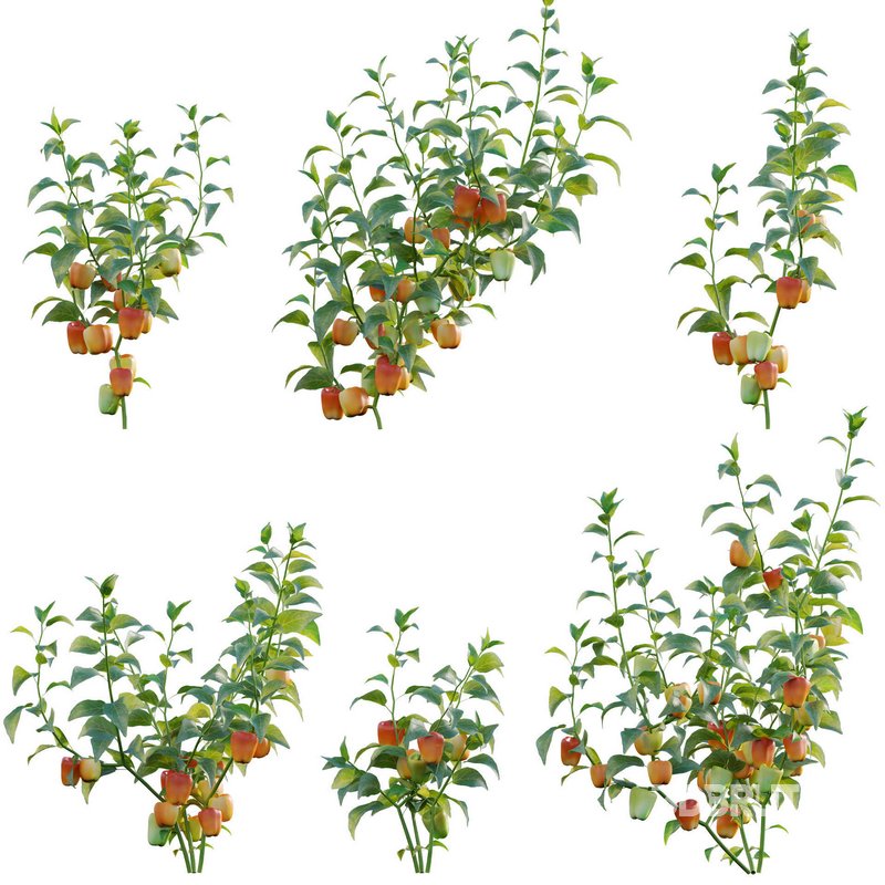 Capsicum annuum – Bell pepper Image 1