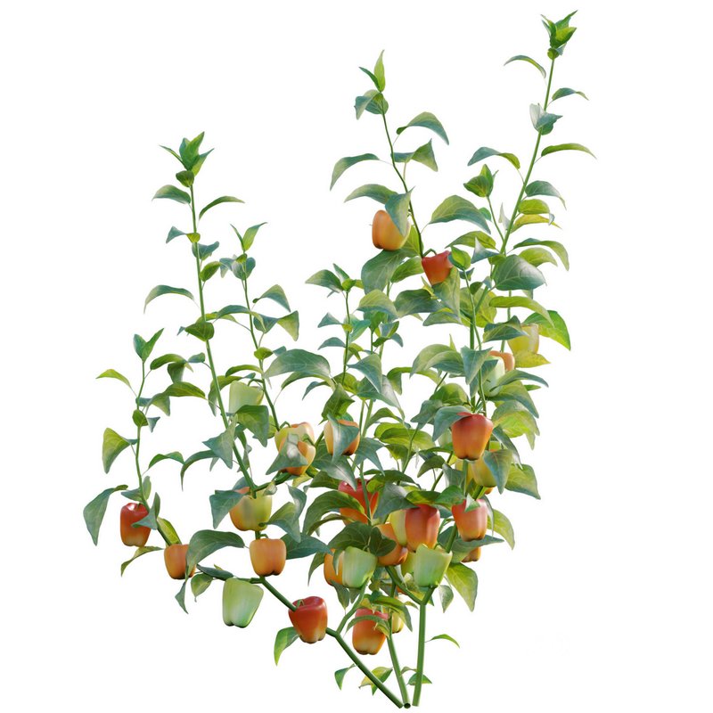 Capsicum annuum – Bell pepper Image 2