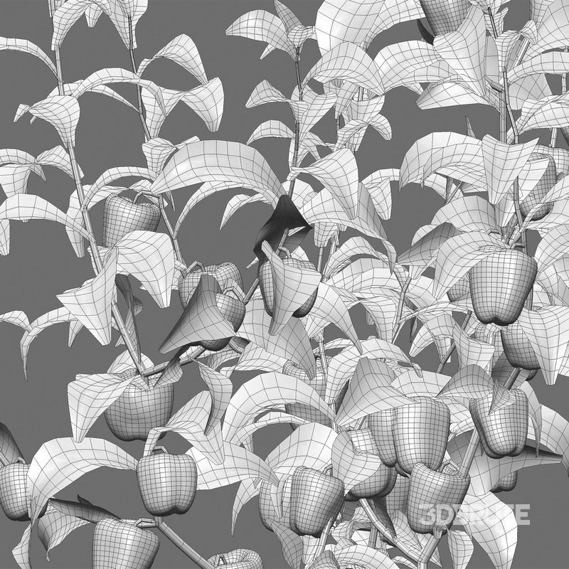 Capsicum annuum – Bell pepper Image 5