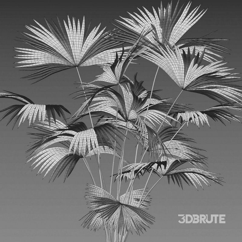 Carludovica palmata – Panama hat plant Image 5