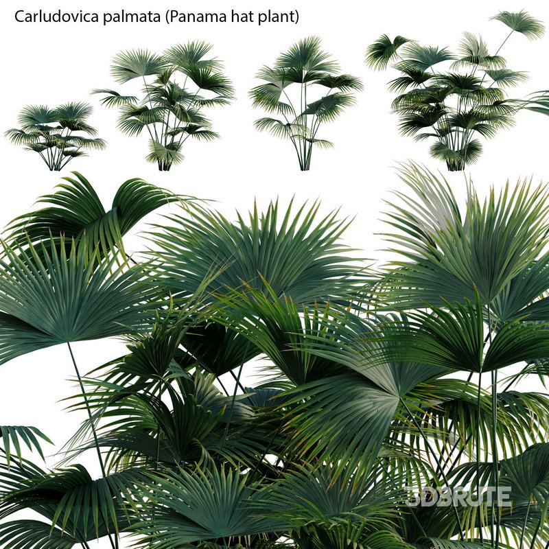 Carludovica palmata – Panama hat plant Image 1