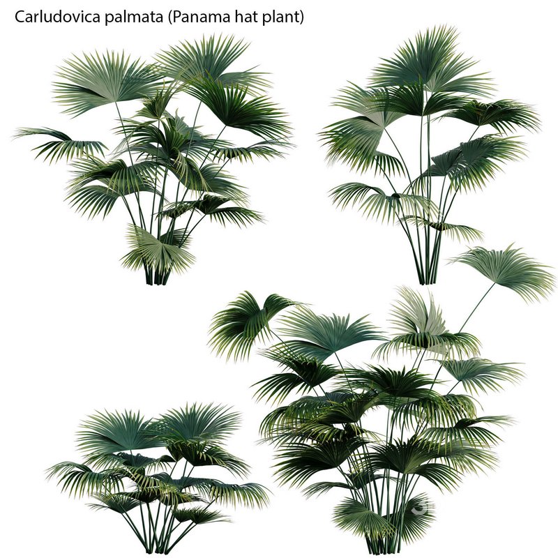 Carludovica palmata – Panama hat plant Image 2