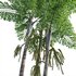 Caryota mitis – Fishtail Palm – Tukas - Thumbnail 2