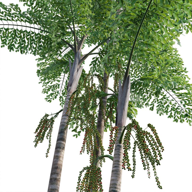 Caryota mitis – Fishtail Palm – Tukas Image 2