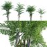 Caryota mitis – Fishtail Palm – Tukas - Thumbnail 1
