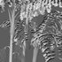 Caryota mitis – Fishtail Palm – Tukas - Thumbnail 4