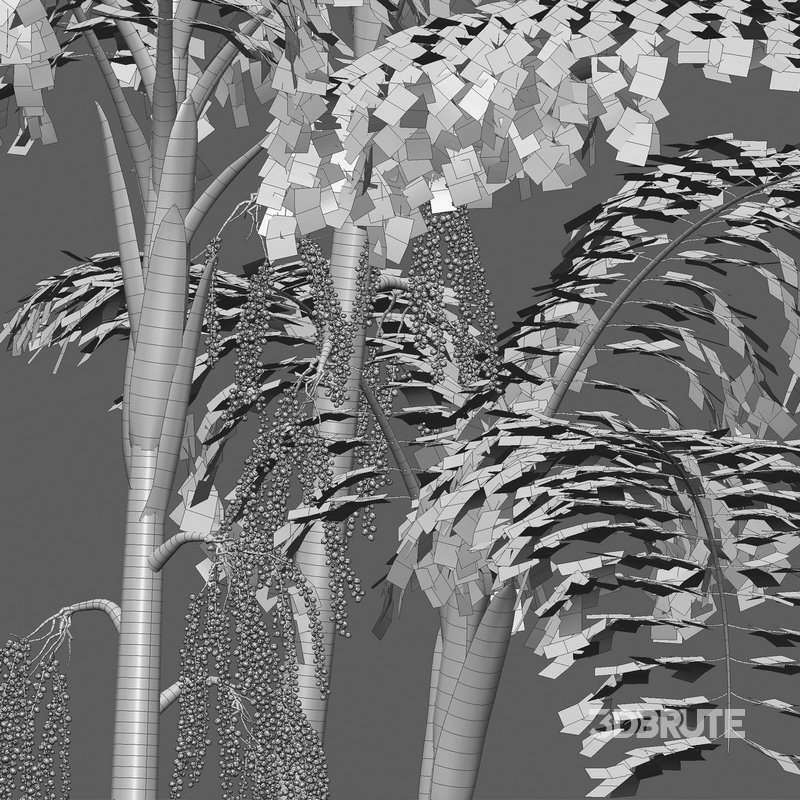 Caryota mitis – Fishtail Palm – Tukas Image 4