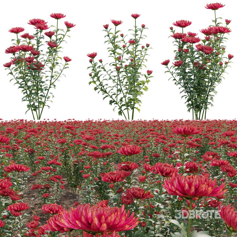 Chrysanthemum grandiflorum 03 Image 1