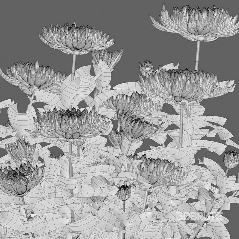 Chrysanthemum grandiflorum 03 Image 4