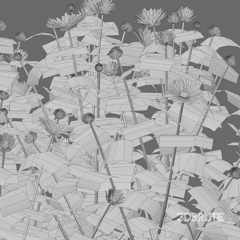 Chrysanthemum morifolium 01 Image 7