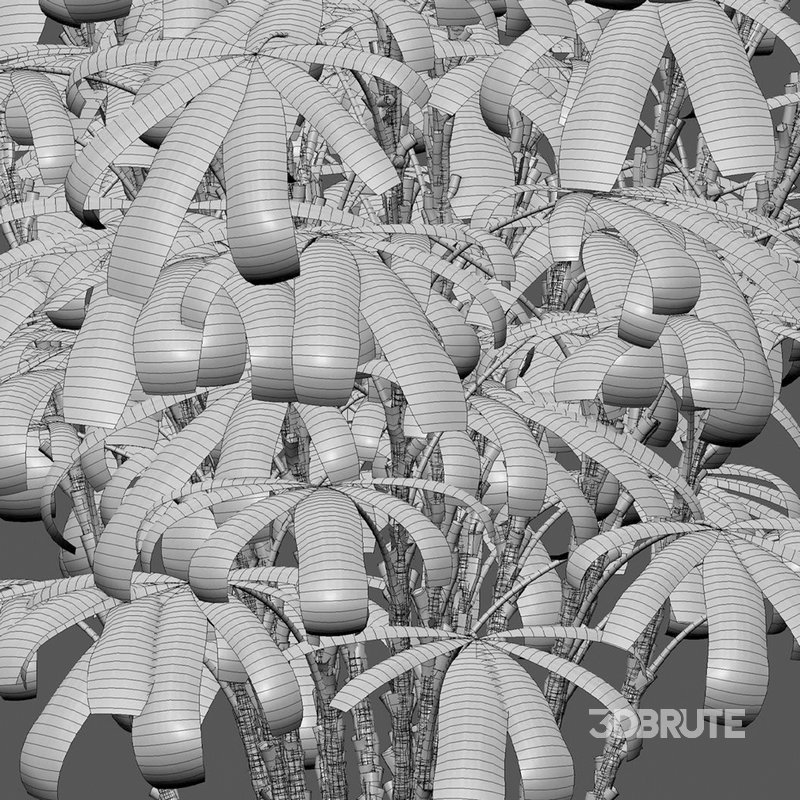 Chuniophoenix humilis – Rhapis humilis – Bamboo Palm Image 4