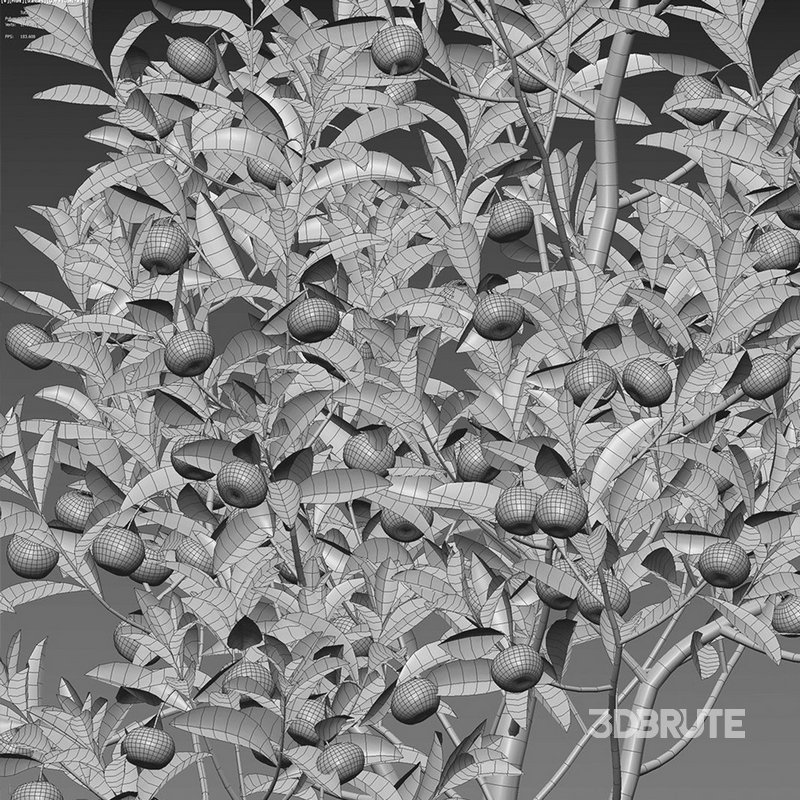 Citrus japonica Japonica – Kumquat 01 Image 4