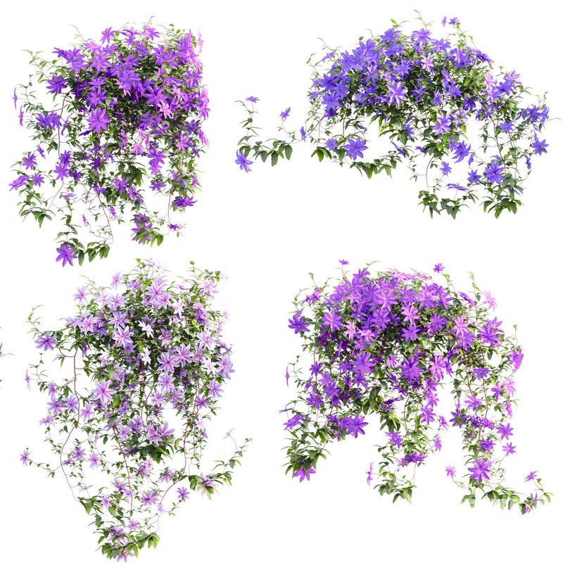 Clematis Aotearoa – Clematis Jackmanii 01 Image 4