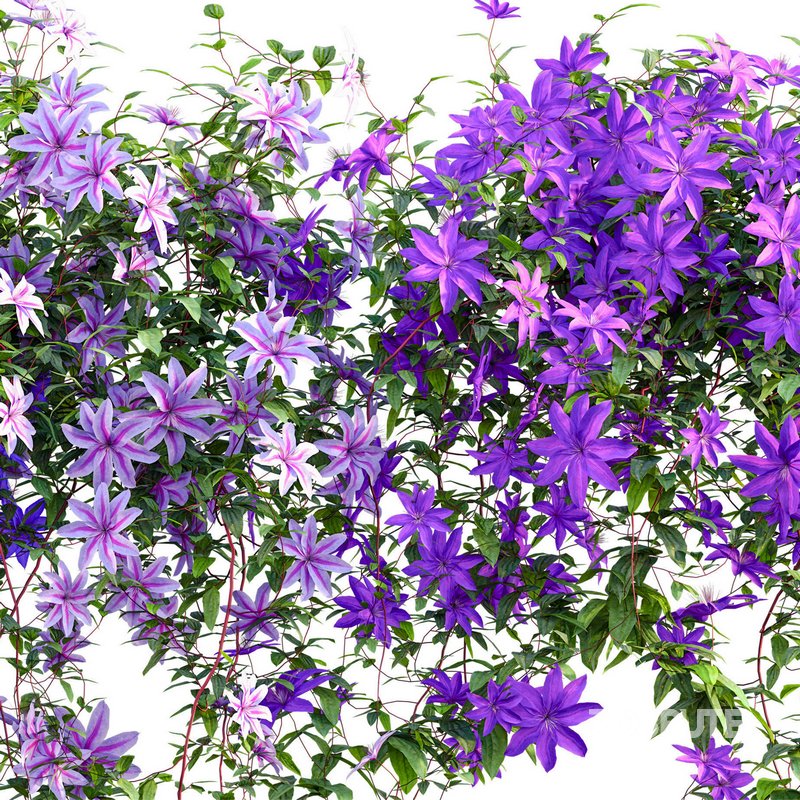 Clematis Aotearoa – Clematis Jackmanii 01 Image 2