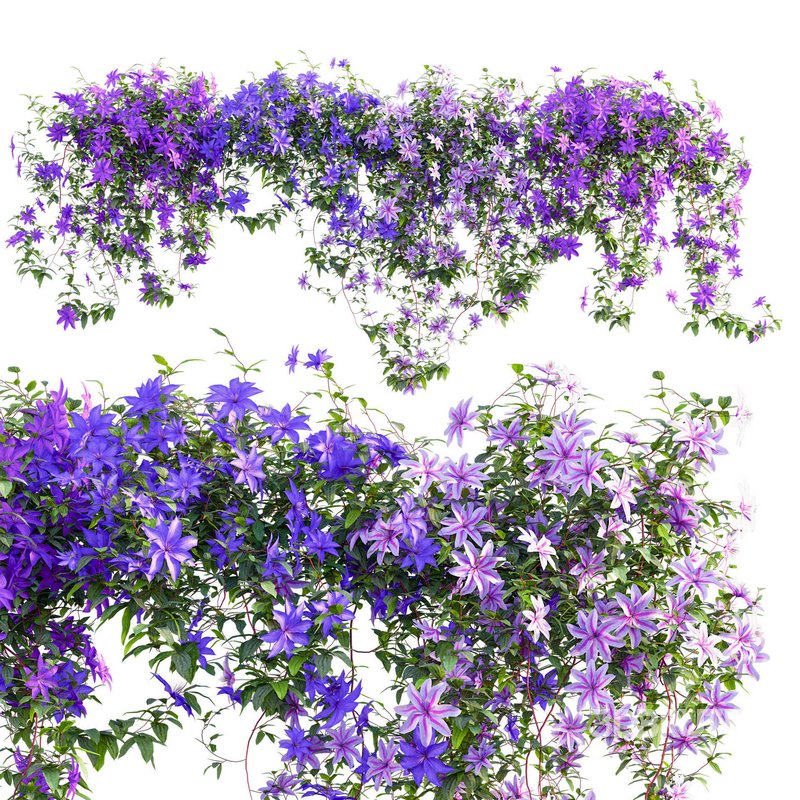 Clematis Aotearoa – Clematis Jackmanii 01 Image 1