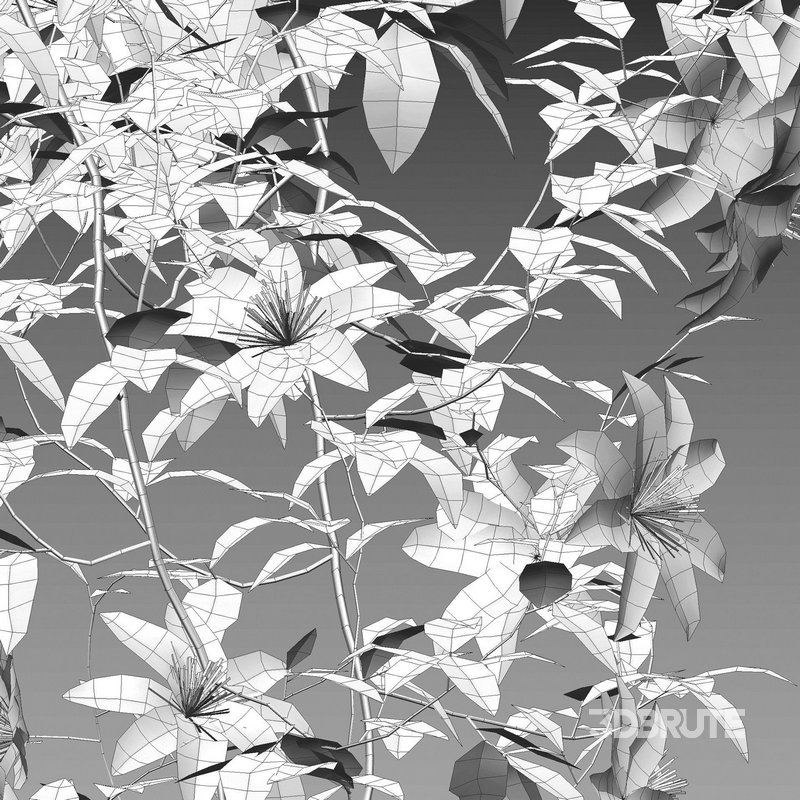 Clematis Aotearoa – Clematis Jackmanii 01 Image 3