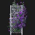 Clematis Aotearoa – Creeper Gate - Thumbnail 5