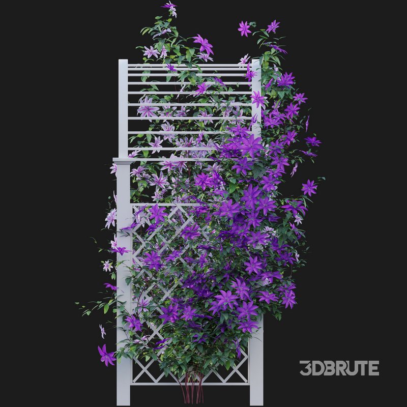 Clematis Aotearoa – Creeper Gate Image 5