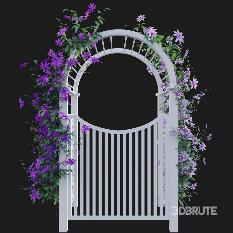 Clematis Aotearoa – Creeper Gate Image 2