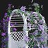 Clematis Aotearoa – Creeper Gate - Thumbnail 3