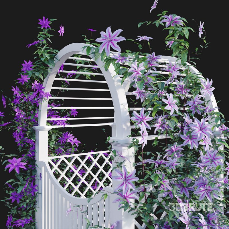 Clematis Aotearoa – Creeper Gate Image 3