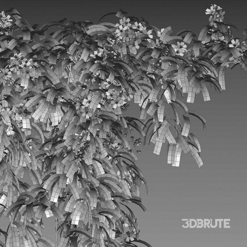 Clematis Apple Blossom 01 Image 4