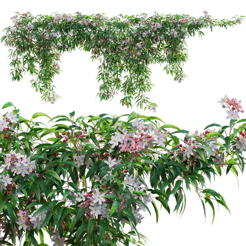 Clematis Apple Blossom 01 Image 1