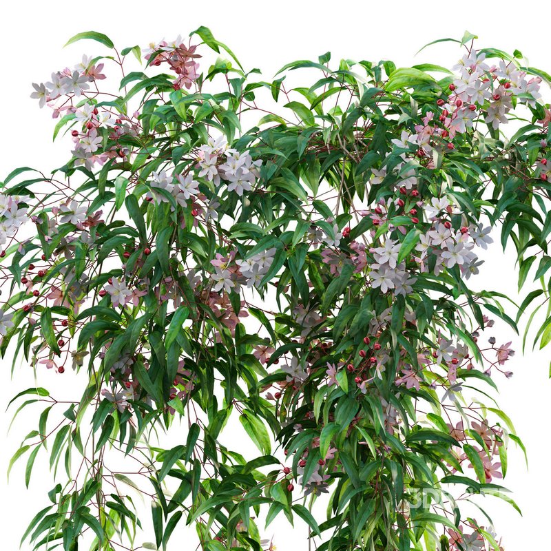 Clematis Apple Blossom 01 Image 3