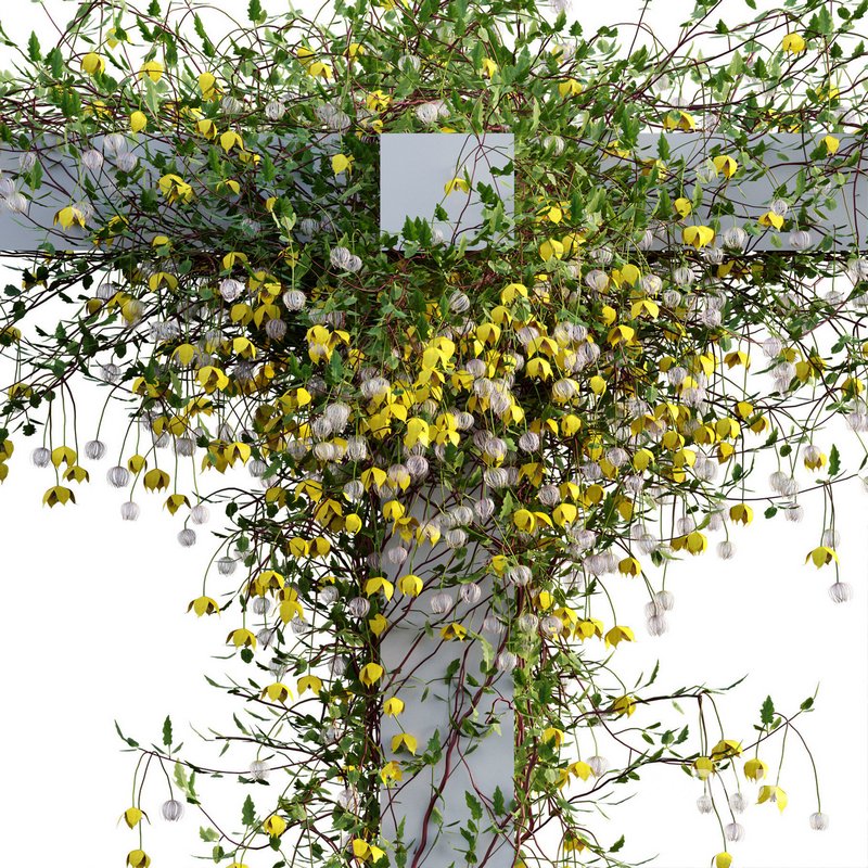 Clematis Bill MacKenzie – Clematis tangutica 02 Image 2