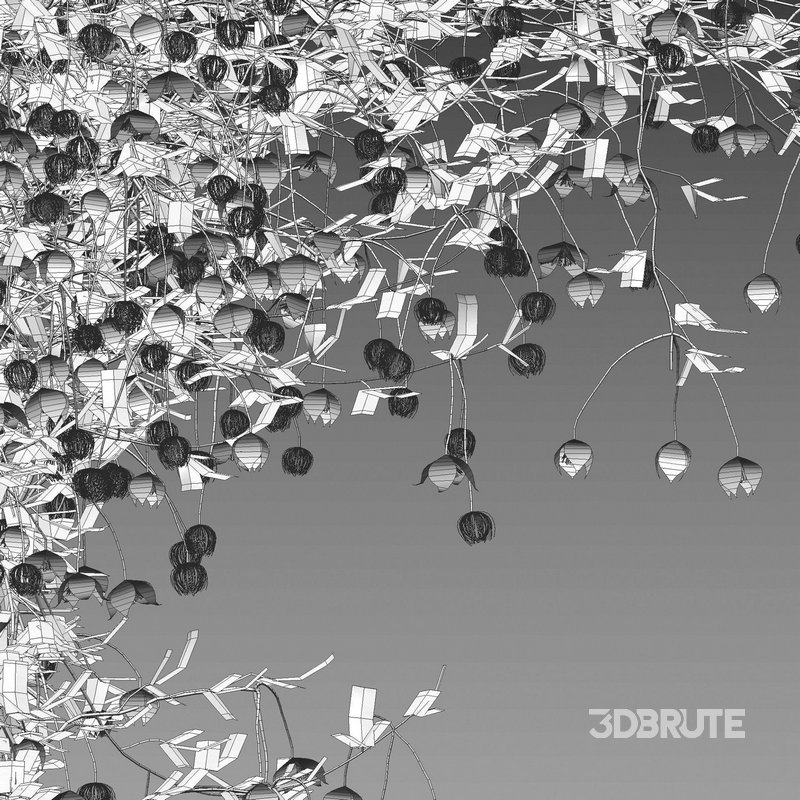 Clematis Bill MacKenzie – Clematis tangutica 02 Image 3