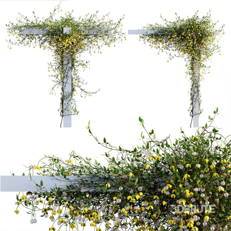 Clematis Bill MacKenzie – Clematis tangutica 02 Image 1