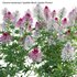 Cleome hassleriana Sparkler Blush – Spider Flower - Thumbnail 2