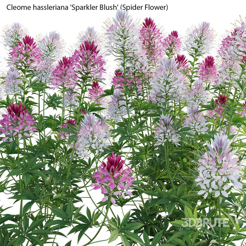Cleome hassleriana Sparkler Blush – Spider Flower Image 2