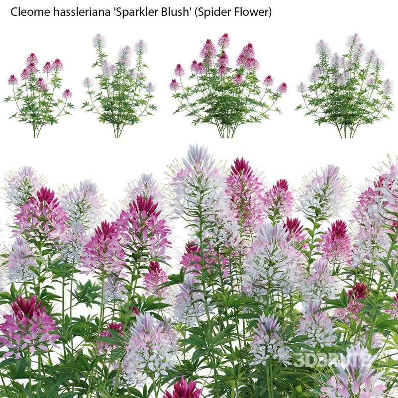Cleome hassleriana Sparkler Blush – Spider Flower Image 1