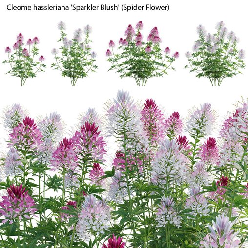 Cleome hassleriana Sparkler Blush – Spider Flower
