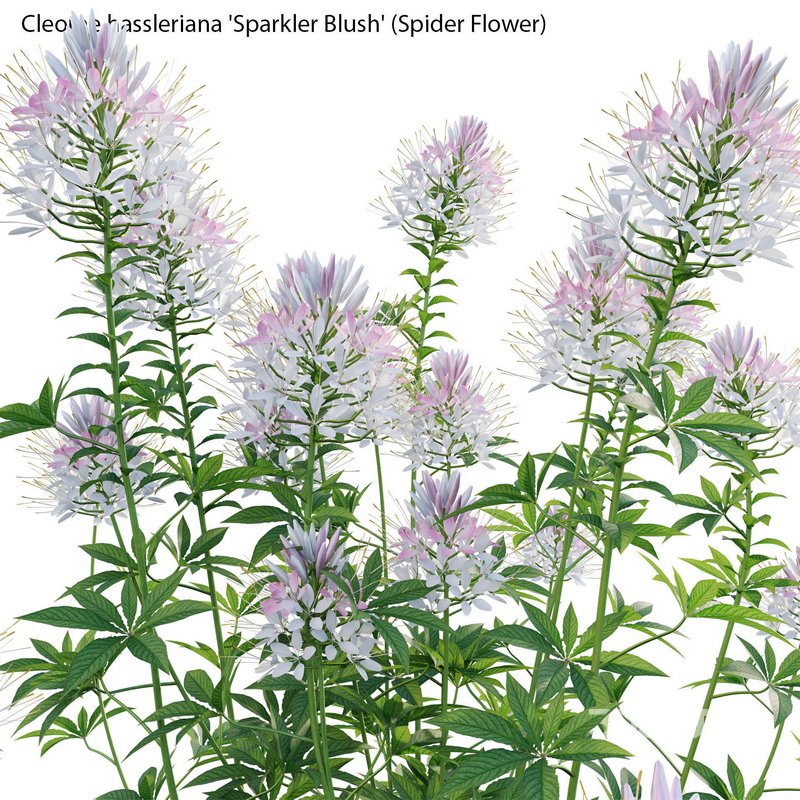 Cleome hassleriana Sparkler Blush – Spider Flower Image 3