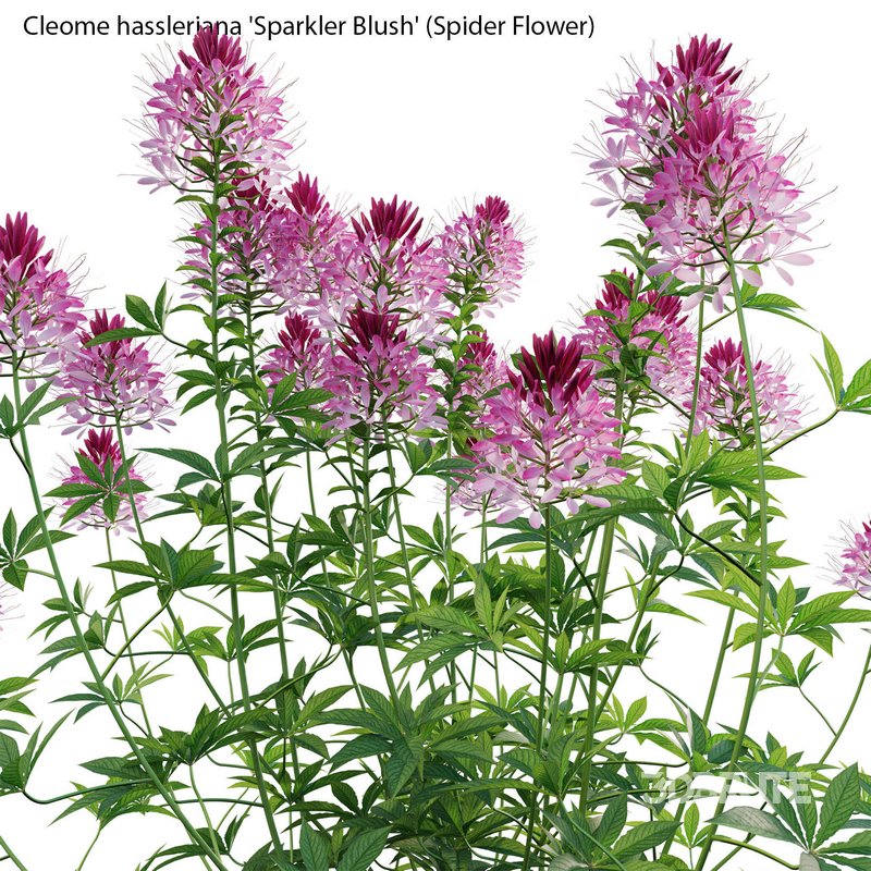 Cleome hassleriana Sparkler Blush – Spider Flower Image 4