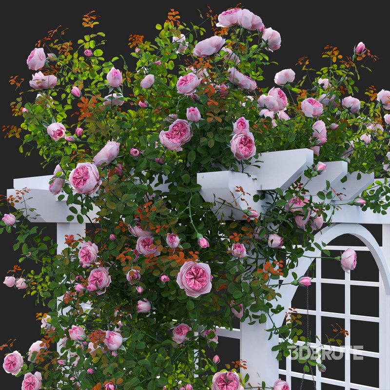 Climbing Rose Image 4