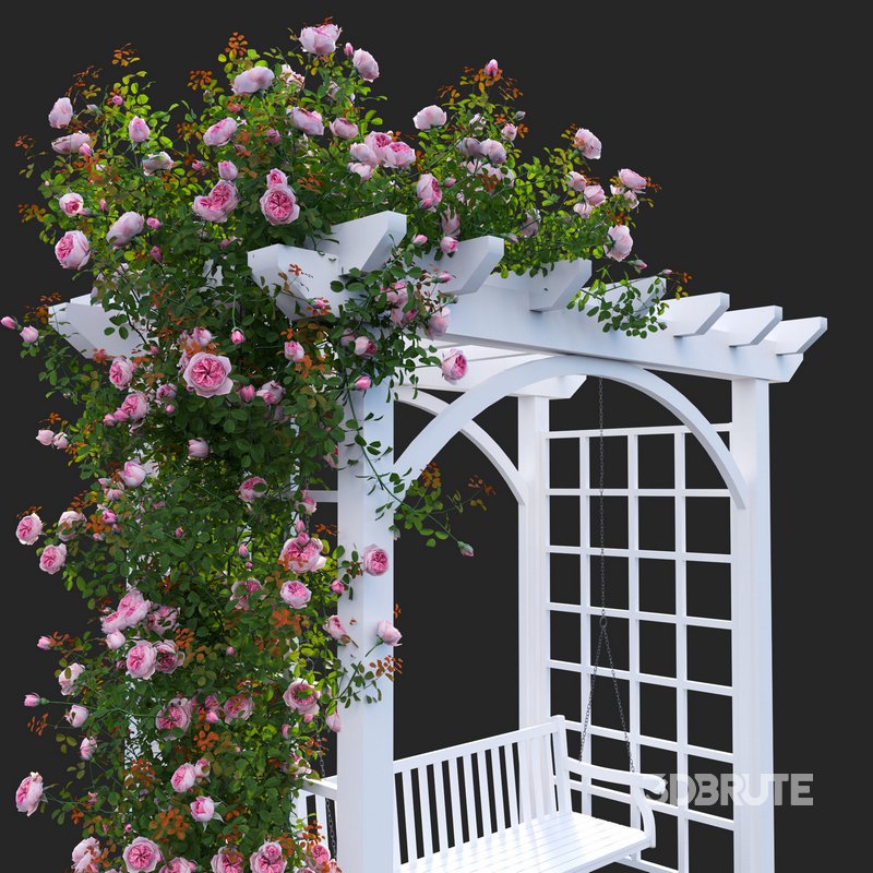 Climbing Rose Image 3