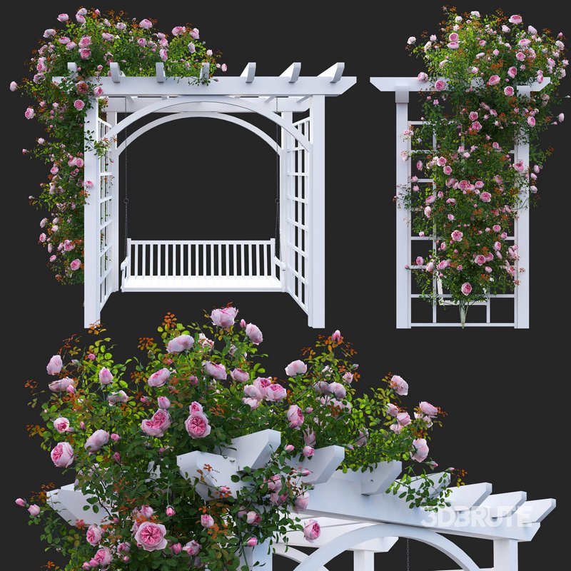 Climbing Rose Image 1