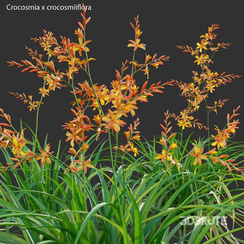 Crocosmia x crocosmiiflora – Montbretia Image 2