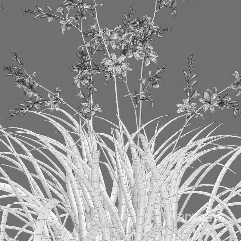 Crocosmia x crocosmiiflora – Montbretia Image 3