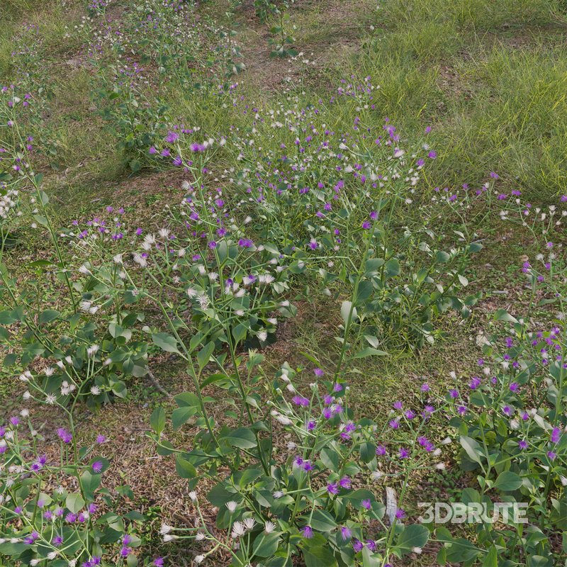 Cyanthillium cinereum – Little ironweed Image 3