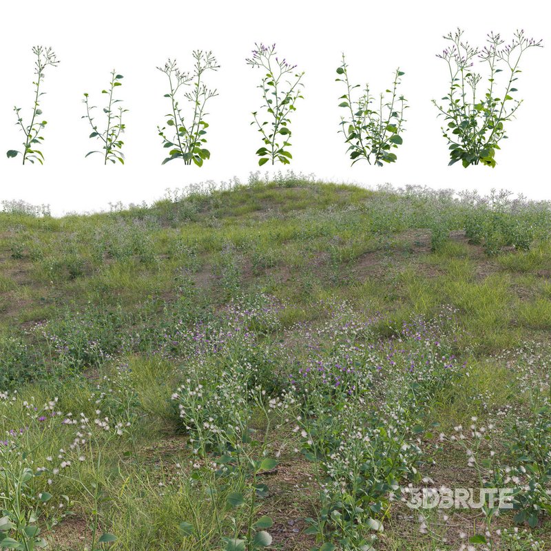 Cyanthillium cinereum – Little ironweed Image 2